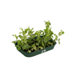 green basics kweektray m blad groen